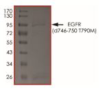 The purity of EGFR(d746-750 T790M) was determined to be ˃70% by densitometry, approx. MW 95~105 kDa.
